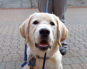 Service-dog trainers ask a lot of their assigned Labrador-golden retriever puppies, including Dragon.