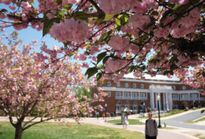Cherry blossoms and spring midterms hit campus about the same time, giving students something peaceful to look at between study sessions at the Hurley Convergence Center. (Photo by Norm Shafer)