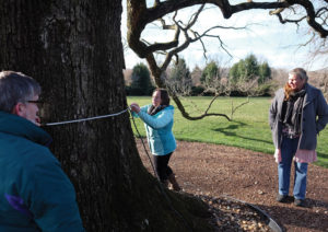 Elizabeth Piña ’18 uses a specialized tape measure to determine the diameter of the Brompton Oak. Professor of Biology Alan Griffith, at left, helps measure as Joni Wilson looks on.